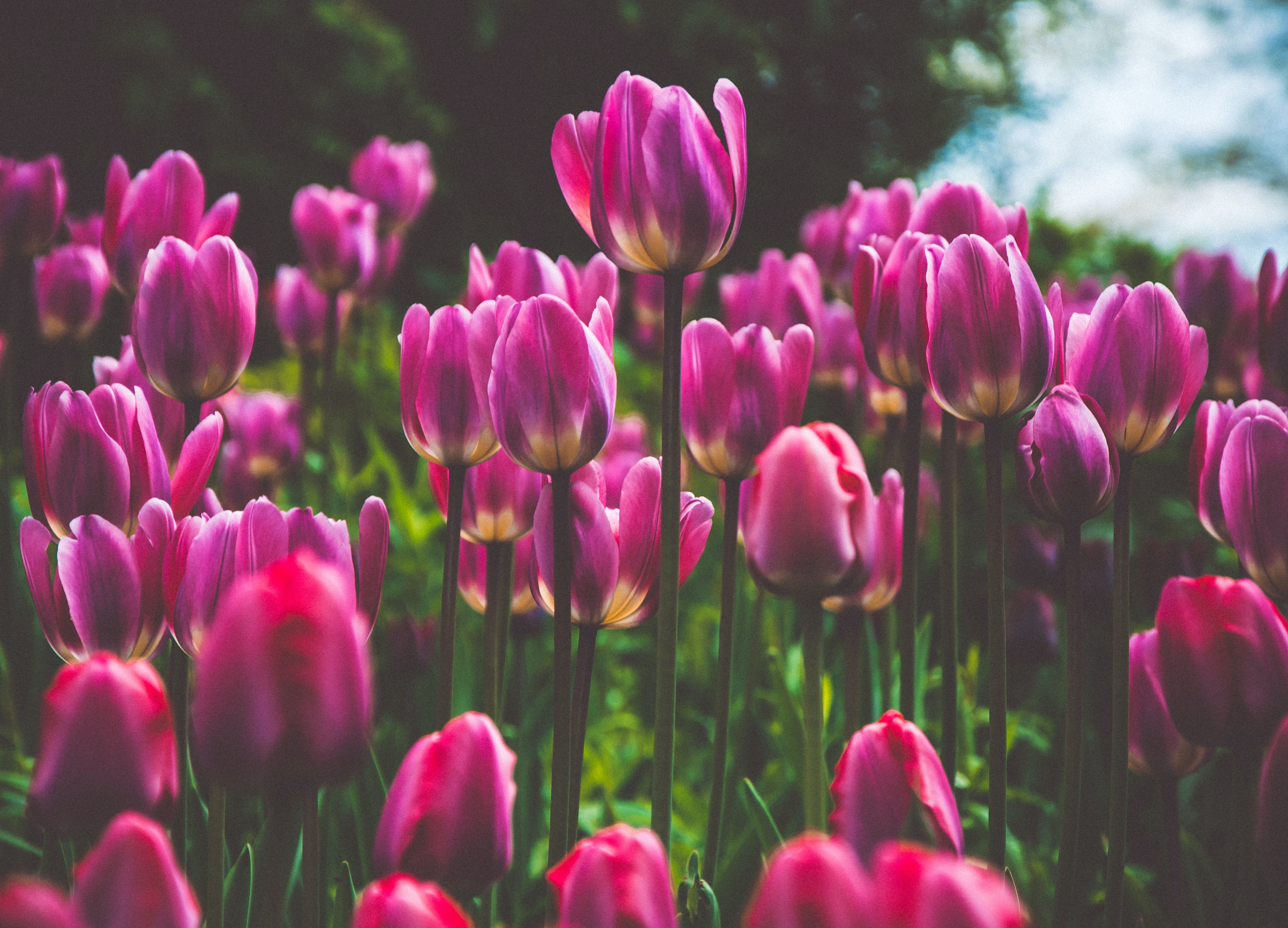 ギフトについて調べて分かった事